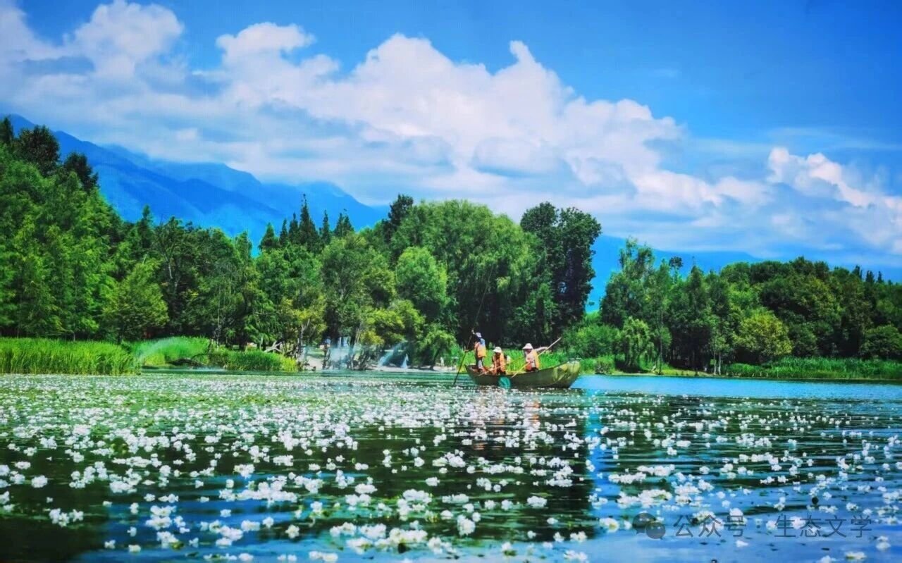 陈国栋：洱海又见海菜花